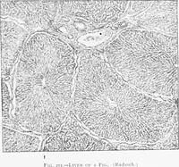 Picture 145 of 277 from Stöhr's histology, arranged upon an embryological basis (1906), leaf 238