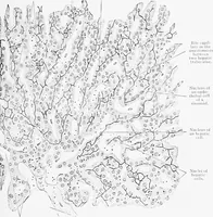 An illustration from Stöhr's histology, arranged upon an embryological basis (1906)