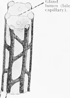 Picture 149 of 277 from Stöhr's histology, arranged upon an embryological basis (1906), leaf 241