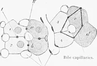 Picture 150 of 277 from Stöhr's histology, arranged upon an embryological basis (1906), leaf 242