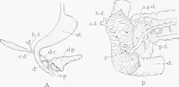 An illustration from Stöhr's histology, arranged upon an embryological basis (1906)