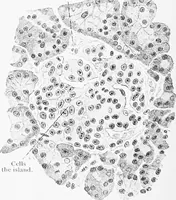 Picture 153 of 277 from Stöhr's histology, arranged upon an embryological basis (1906), leaf 245