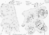 Picture 155 of 277 from Stöhr's histology, arranged upon an embryological basis (1906), leaf 247