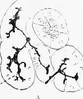 An illustration from Stöhr's histology, arranged upon an embryological basis (1906)