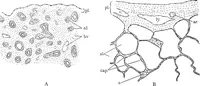 An illustration from Stöhr's histology, arranged upon an embryological basis (1906)