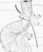 An illustration from Stöhr's histology, arranged upon an embryological basis (1906)
