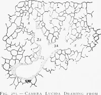 Picture 162 of 277 from Stöhr's histology, arranged upon an embryological basis (1906), leaf 257