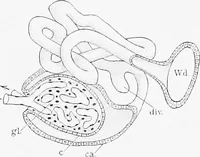 An illustration from Stöhr's histology, arranged upon an embryological basis (1906)