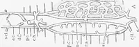 An illustration from Stöhr's histology, arranged upon an embryological basis (1906)