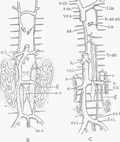 An illustration from Stöhr's histology, arranged upon an embryological basis (1906)