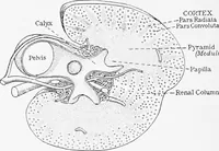 Picture 170 of 277 from Stöhr's histology, arranged upon an embryological basis (1906), leaf 265