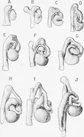 An illustration from Stöhr's histology, arranged upon an embryological basis (1906)