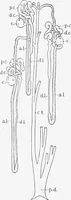 An illustration from Stöhr's histology, arranged upon an embryological basis (1906)