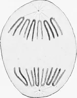 An illustration from Stöhr's histology, arranged upon an embryological basis (1906)