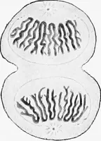 An illustration from Stöhr's histology, arranged upon an embryological basis (1906)