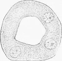 An illustration from Stöhr's histology, arranged upon an embryological basis (1906)