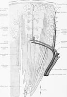 An illustration from Stöhr's histology, arranged upon an embryological basis (1906)