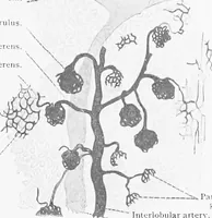 An illustration from Stöhr's histology, arranged upon an embryological basis (1906)