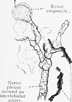An illustration from Stöhr's histology, arranged upon an embryological basis (1906)