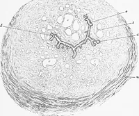 An illustration from Stöhr's histology, arranged upon an embryological basis (1906)