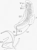 An illustration from Stöhr's histology, arranged upon an embryological basis (1906)