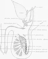 An illustration from Stöhr's histology, arranged upon an embryological basis (1906)