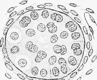 An illustration from Stöhr's histology, arranged upon an embryological basis (1906)