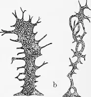 An illustration from Stöhr's histology, arranged upon an embryological basis (1906)