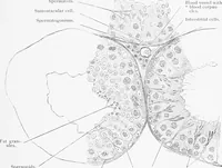 Picture 185 of 277 from Stöhr's histology, arranged upon an embryological basis (1906), leaf 284