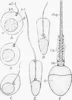 Picture 186 of 277 from Stöhr's histology, arranged upon an embryological basis (1906), leaf 286