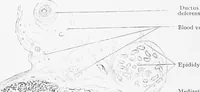 Picture 187 of 277 from Stöhr's histology, arranged upon an embryological basis (1906), leaf 289