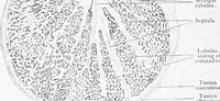 Picture 188 of 277 from Stöhr's histology, arranged upon an embryological basis (1906), leaf 289
