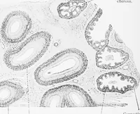 An illustration from Stöhr's histology, arranged upon an embryological basis (1906)