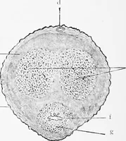 An illustration from Stöhr's histology, arranged upon an embryological basis (1906)