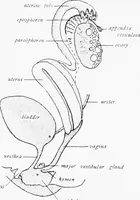 An illustration from Stöhr's histology, arranged upon an embryological basis (1906)