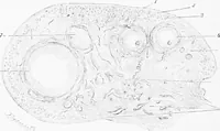 An illustration from Stöhr's histology, arranged upon an embryological basis (1906)