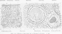 An illustration from Stöhr's histology, arranged upon an embryological basis (1906)