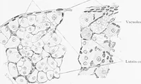 An illustration from Stöhr's histology, arranged upon an embryological basis (1906)