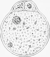 An illustration from Stöhr's histology, arranged upon an embryological basis (1906)