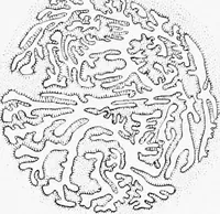 An illustration from Stöhr's histology, arranged upon an embryological basis (1906)