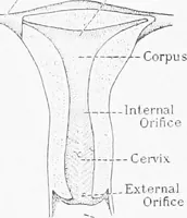 An illustration from Stöhr's histology, arranged upon an embryological basis (1906)
