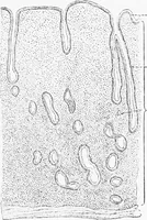 An illustration from Stöhr's histology, arranged upon an embryological basis (1906)