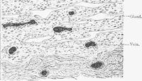 An illustration from Stöhr's histology, arranged upon an embryological basis (1906)