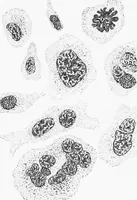 An illustration from Stöhr's histology, arranged upon an embryological basis (1906)