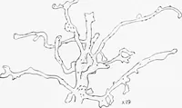 An illustration from Stöhr's histology, arranged upon an embryological basis (1906)