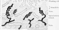 Picture 212 of 277 from Stöhr's histology, arranged upon an embryological basis (1906), leaf 321