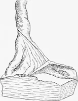 An illustration from Stöhr's histology, arranged upon an embryological basis (1906)