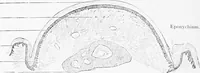 Picture 217 of 277 from Stöhr's histology, arranged upon an embryological basis (1906), leaf 331