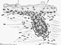 An illustration from Stöhr's histology, arranged upon an embryological basis (1906)