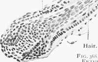 An illustration from Stöhr's histology, arranged upon an embryological basis (1906)